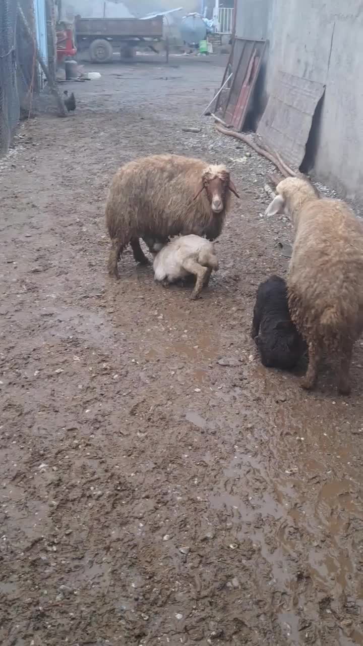 میش و بره|حیوانات مزرعه|بیرانوند, |دیوار