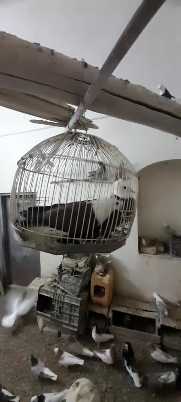 نره ماده کله سفید آماده تن کردن|پرنده|شهرآباد, |دیوار