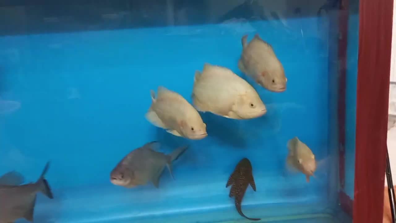 ماهی پیرانا و شیشه پاک کن|ماهی|بیرجند, |دیوار