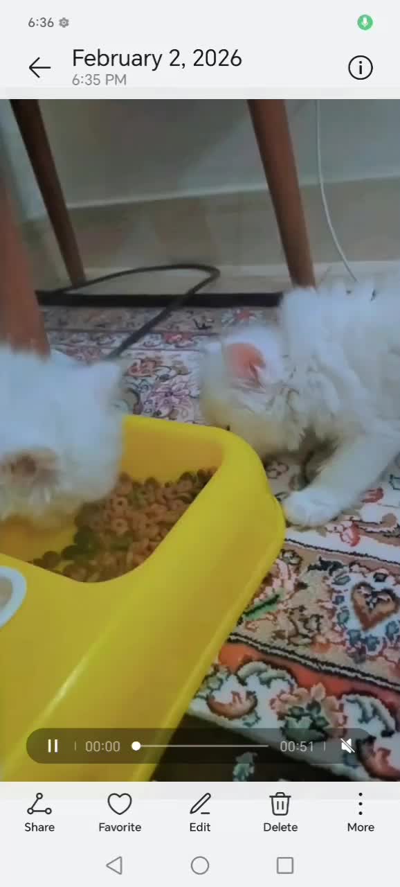 گربه سفید|گربه|تهران, شمشیری|دیوار