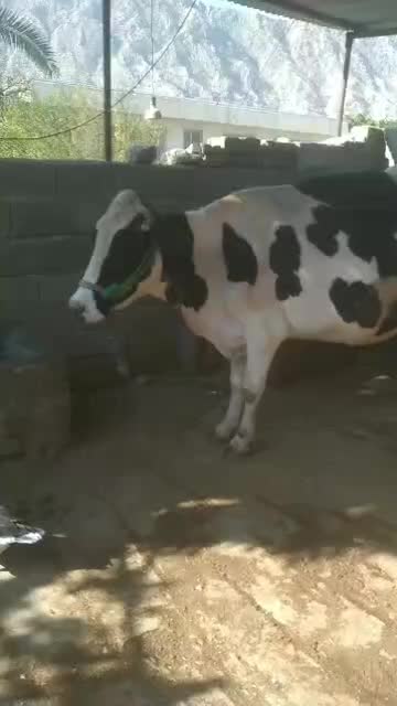 گاو|حیوانات مزرعه|اهرم, |دیوار