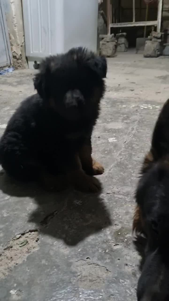 سگ ژرمن|سگ|ایذه, |دیوار