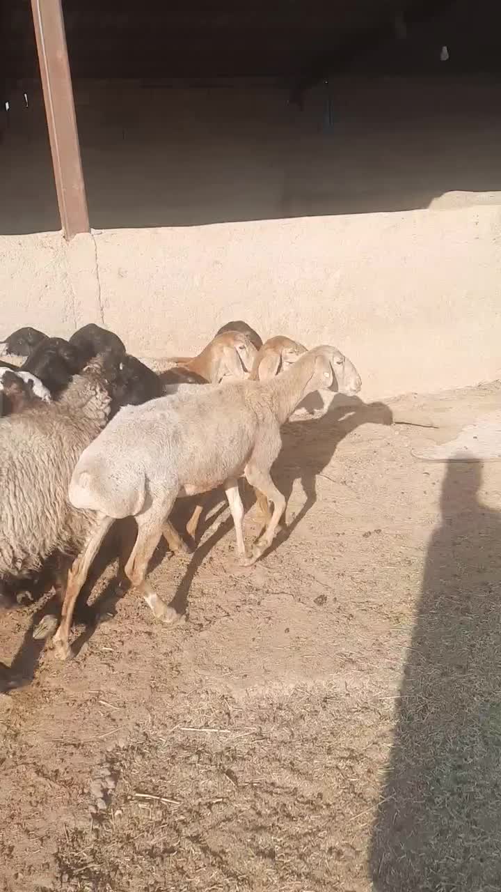 فروش بره چینی نر و ماده بصورت تکی|حیوانات مزرعه|کنار تخته و کمار, |دیوار