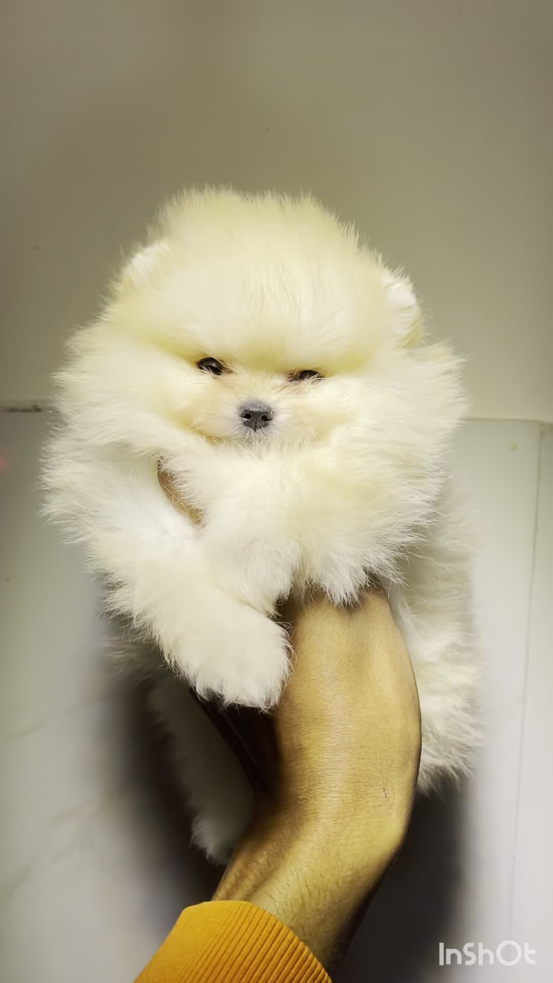 پامرانین بوفیس|سگ|مشهد, وکیل‌آباد|دیوار