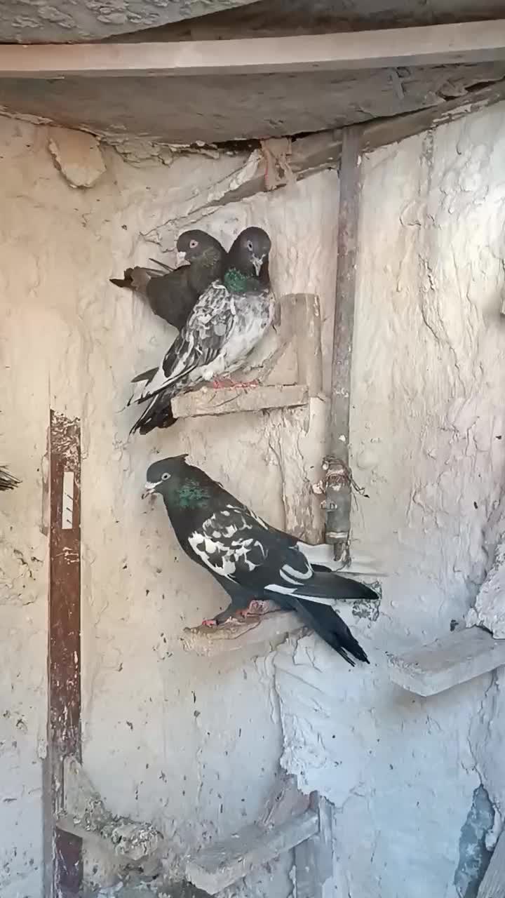 کفتر هوایی|پرنده|شیراز, گچی|دیوار