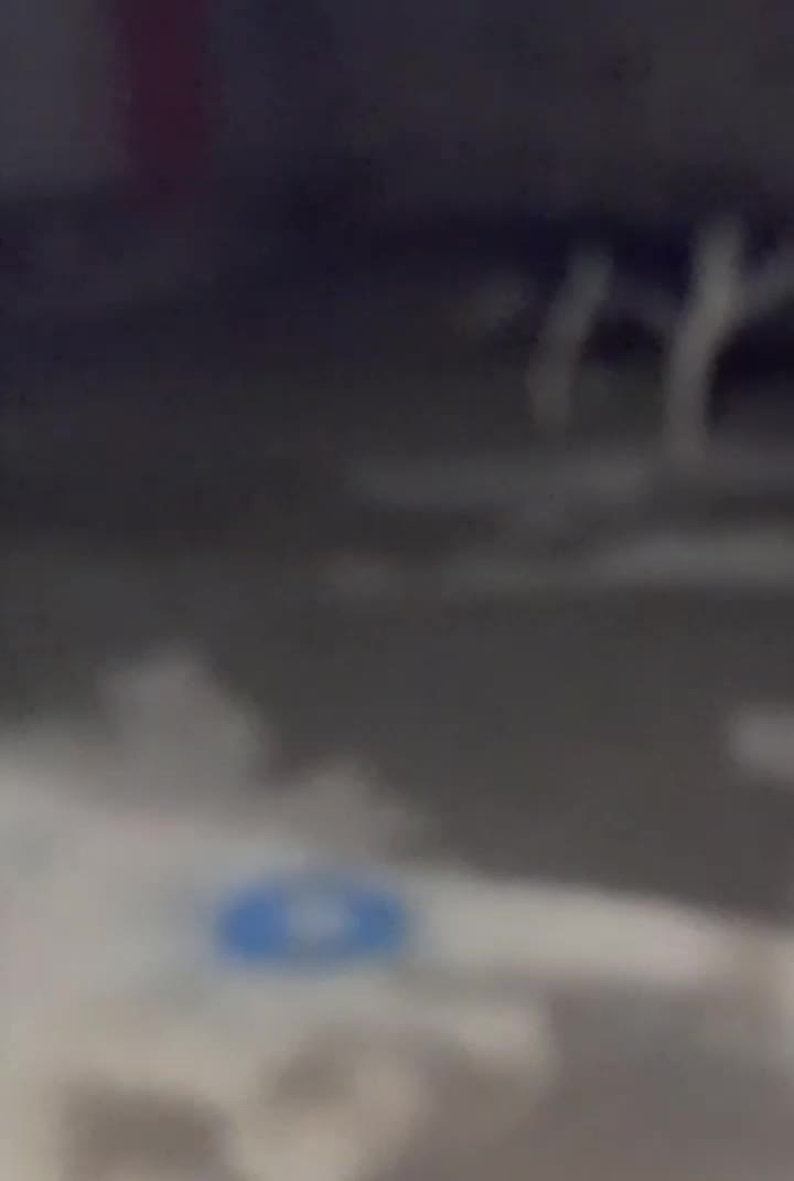 سگ نژاد دار|سگ|نهاوند, |دیوار