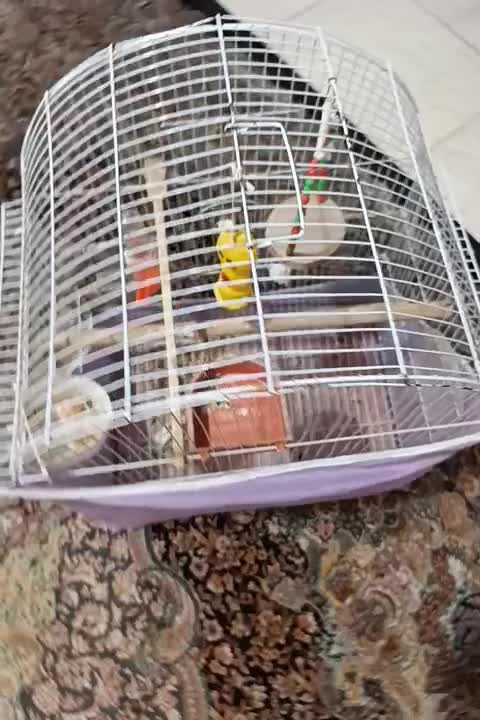 فروش قفس طوطی|لوازم جانبی حیوانات|لاهیجان, کوی زمانی|دیوار