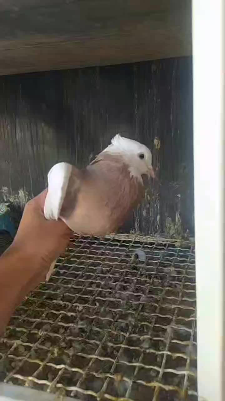 طوق سرکه ای بی نقص|پرنده|بهبهان, |دیوار