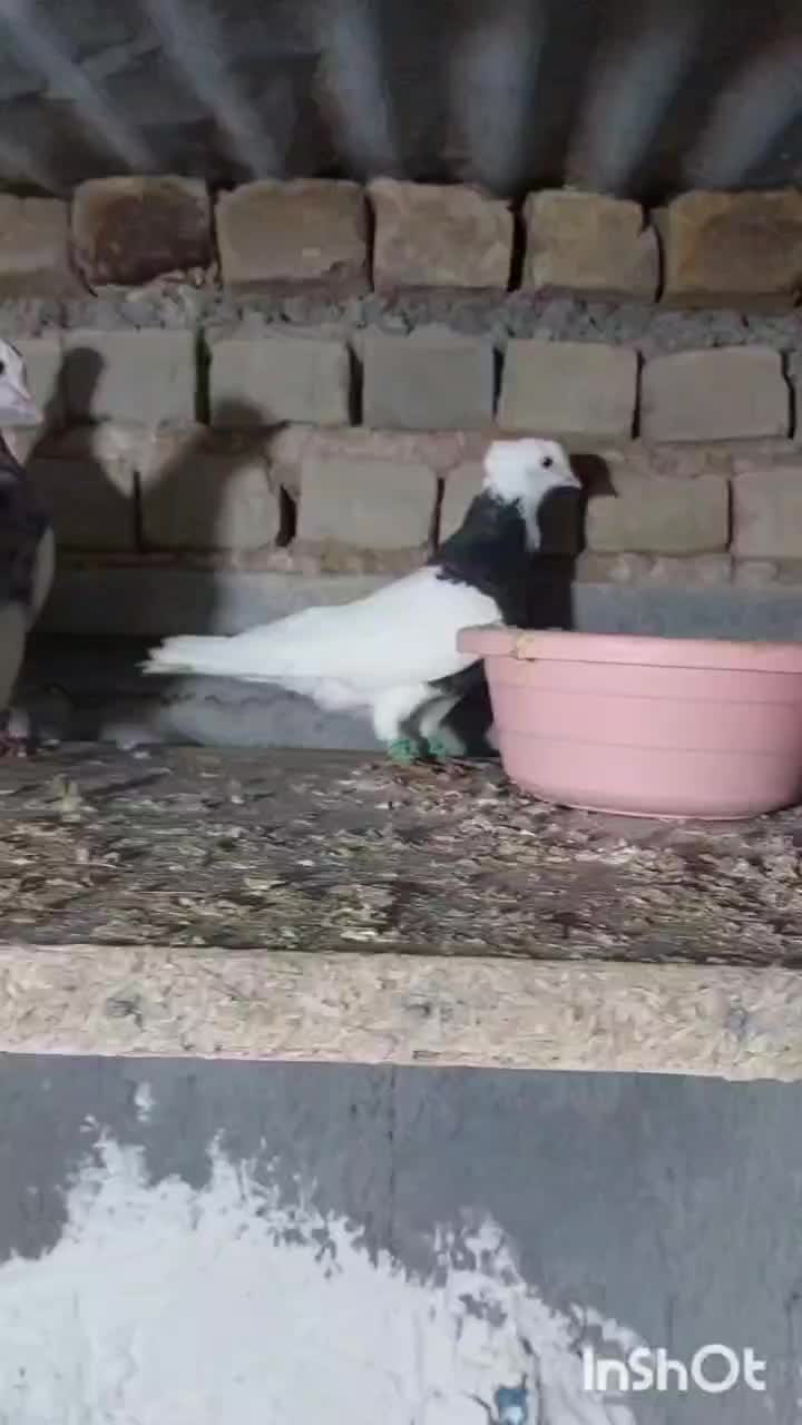 طوقی|پرنده|شهرآباد, |دیوار