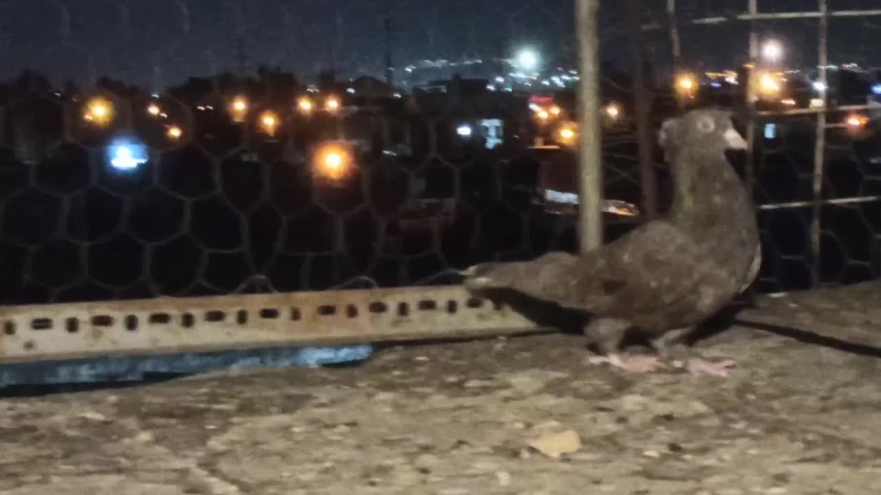 کبوتر|پرنده|شیراز, کوشک میدان|دیوار