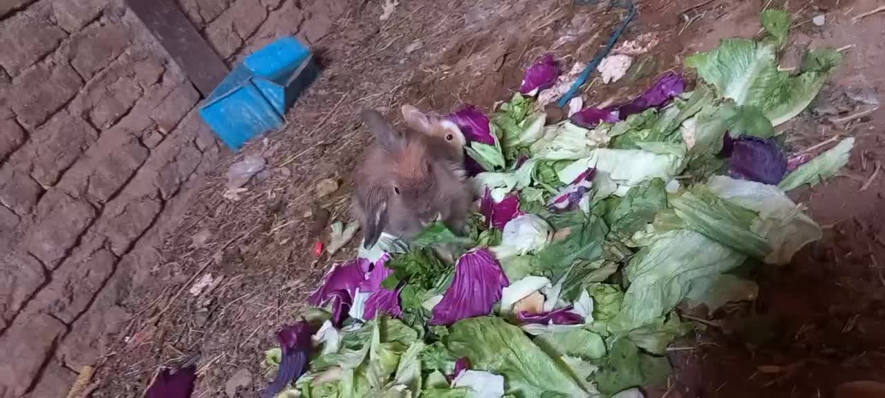 بچه خرگوش لوپ هلندی|موش و خرگوش|قم, شاه سید علی|دیوار