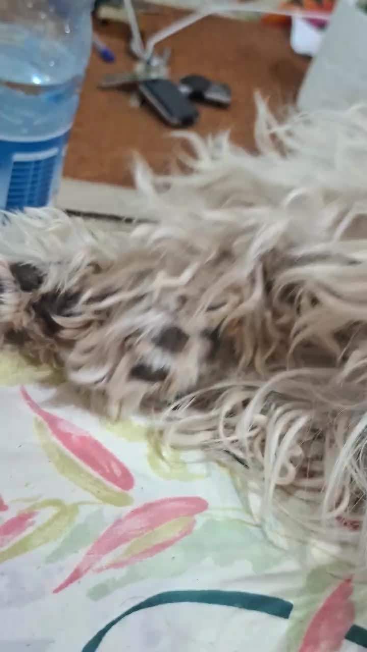 سگ شیتزو تریر|سگ|شیراز, شاهچراغ|دیوار