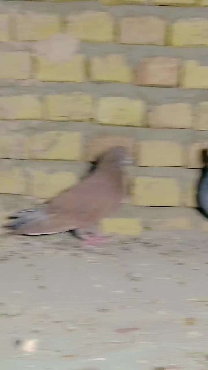 طوقی|پرنده|یزد, |دیوار