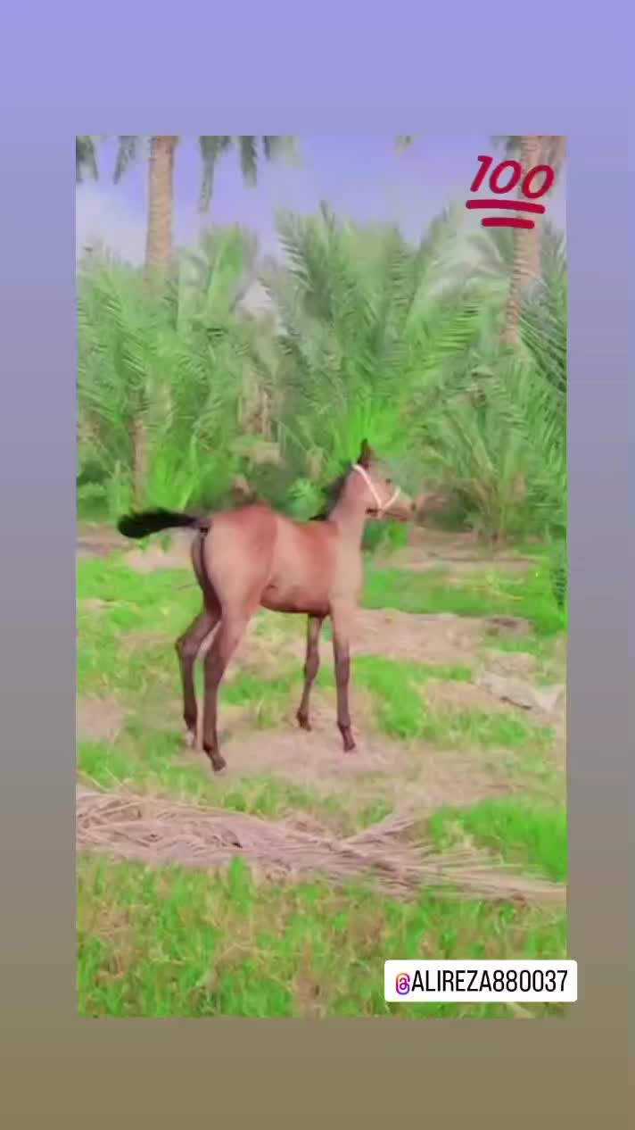 اسب‌عرب‌|اسب و تجهیزات اسب‌سواری|اسماعیلی, |دیوار