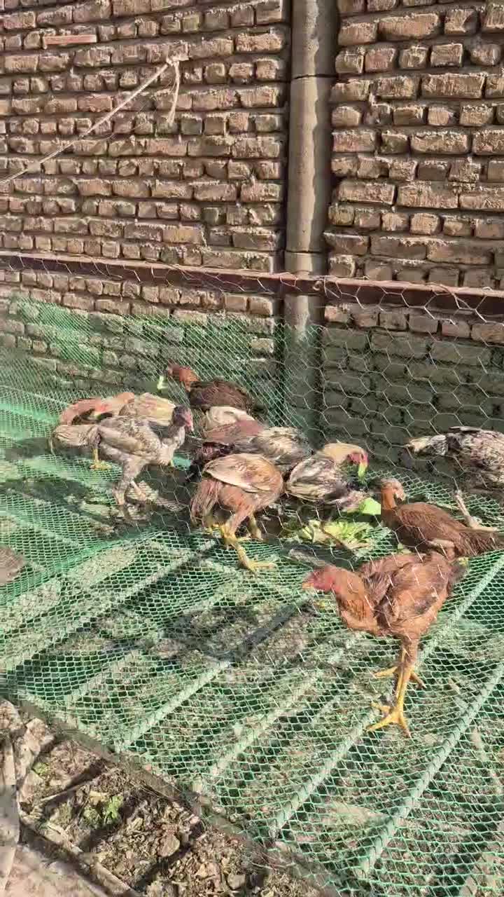 خروس لاری و مرغ لاری|حیوانات مزرعه|پاکدشت, پاکدشت (مامازند)|دیوار