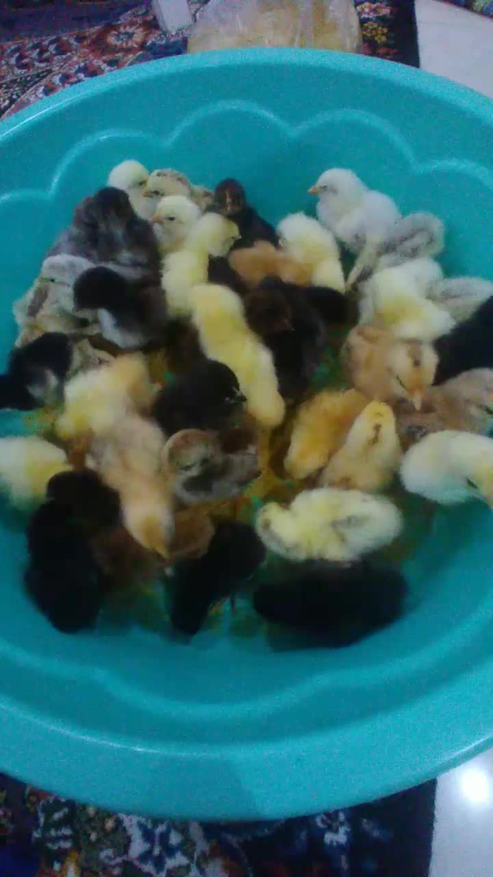 جوجه محلی|حیوانات مزرعه|رشت, یخسازی|دیوار