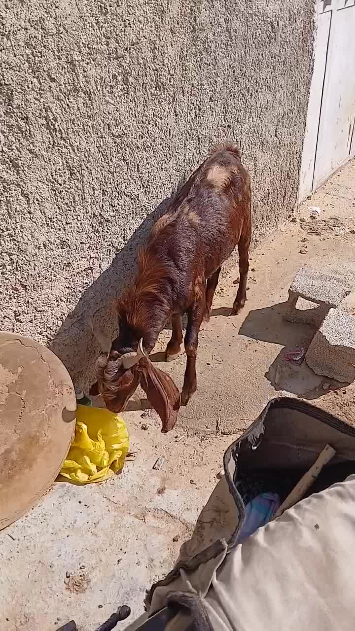 کهره نر|حیوانات مزرعه|سعدآباد, |دیوار