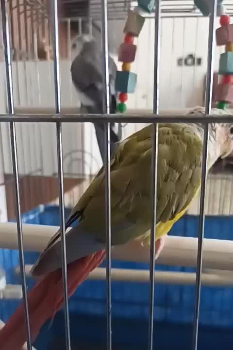 گرینچیک و عروس وایت فیس|پرنده|خرمآباد, |دیوار