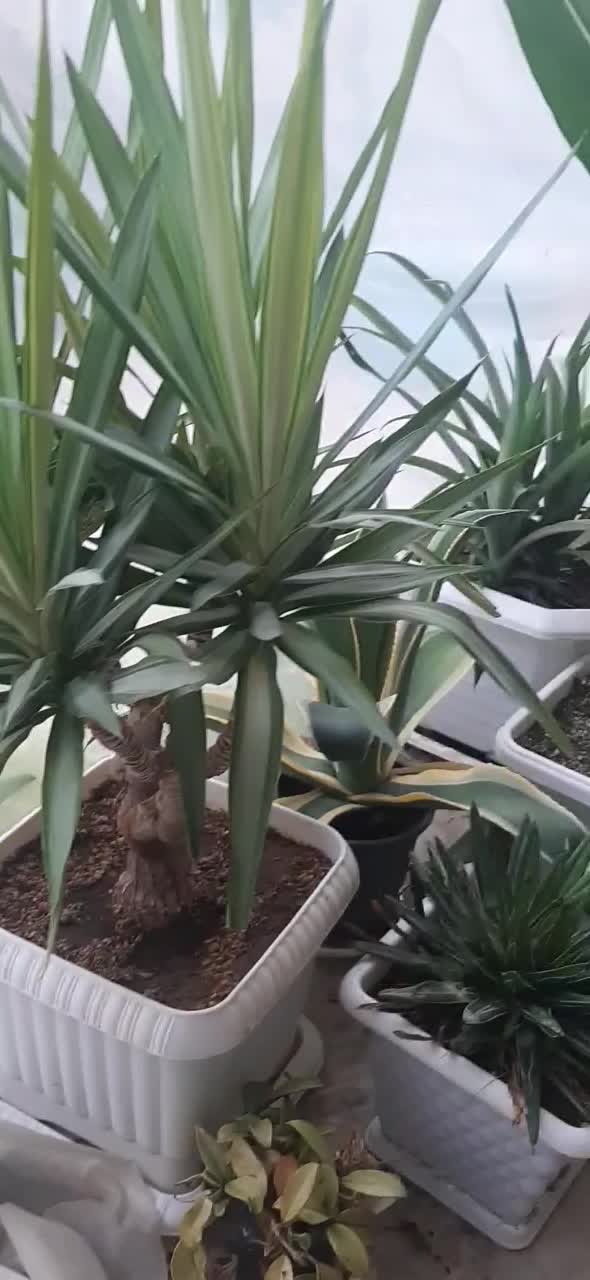 تعدادی گل و گیاه زیبا|گل و گیاه طبیعی|اصفهان, بهارستان|دیوار