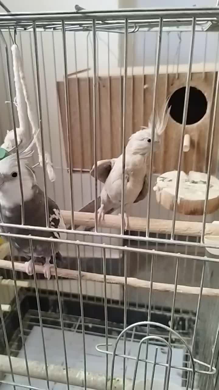 یک جفت عروس هلندی مولد|پرنده|نورآباد, |دیوار