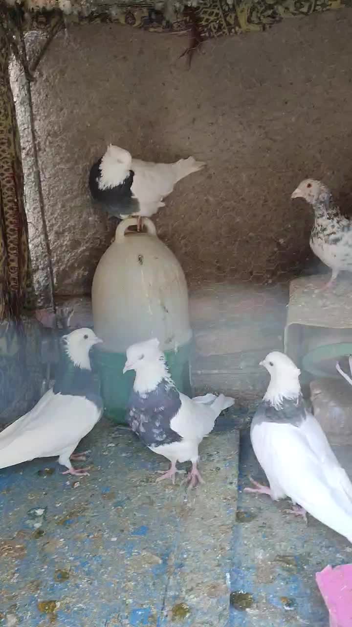 طوقی|پرنده|مشهد, کارگران|دیوار