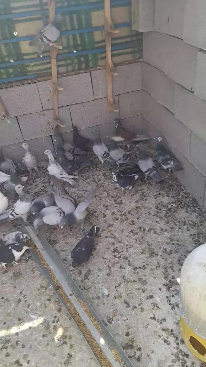 کبوتر سروستان|پرنده|شیراز, ارم|دیوار