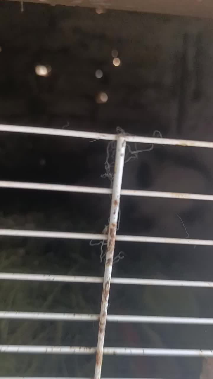 خرگوش لوپ|موش و خرگوش|مشهد, شهید قربانی|دیوار