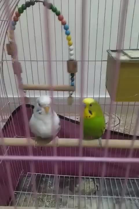 یک جفت مرغ عشق انگلیسی|پرنده|فردیس, شهرک ارم|دیوار