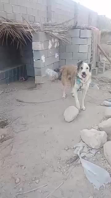 سگ گله ای دهن پاک چوله ای|سگ|جهرم, |دیوار