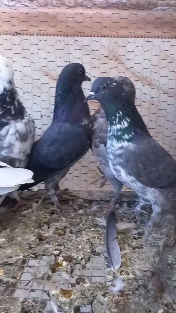 ۱۲ عدد کفتر پرشی دانه ای ۱۰۰|پرنده|شراء, |دیوار