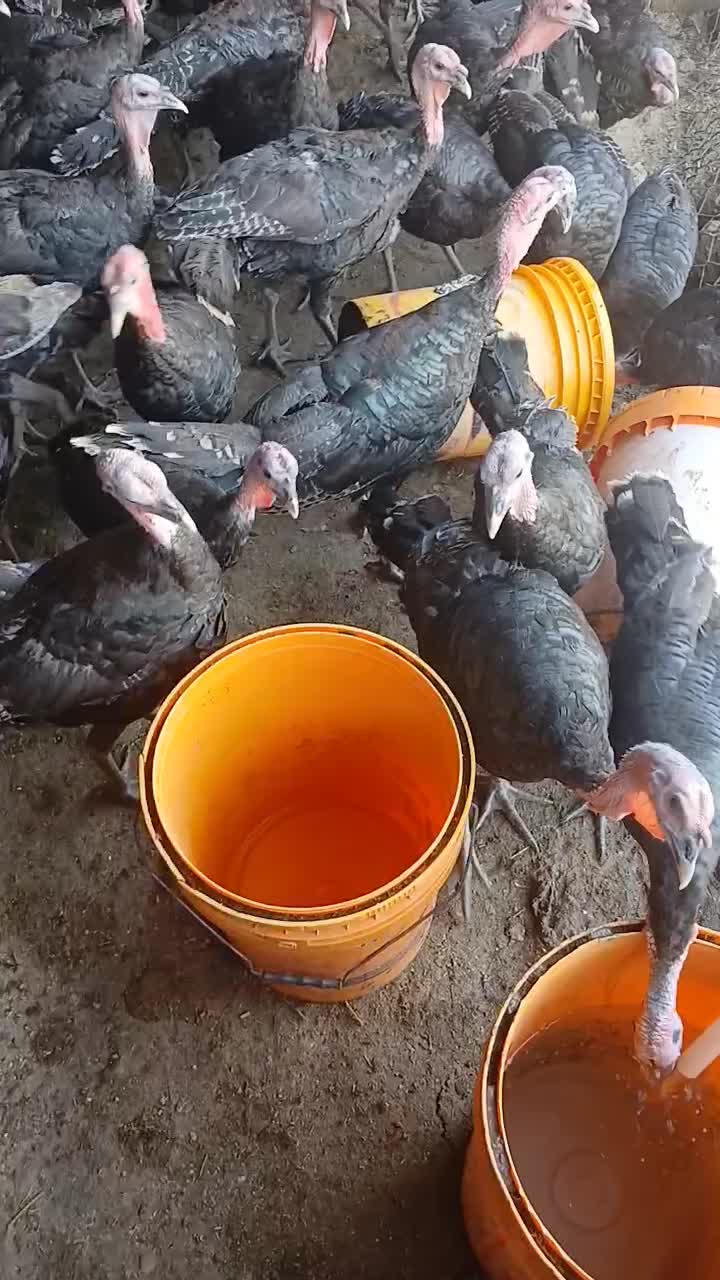 بوقلمون نر و ماده|حیوانات مزرعه|نظرآباد, مصطفی آباد|دیوار