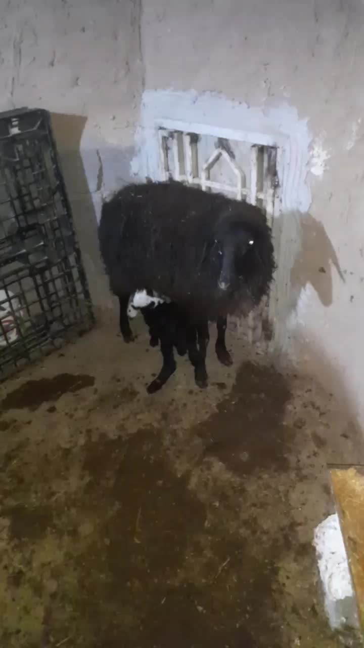 میشی برادر|حیوانات مزرعه|زرندیه, |دیوار