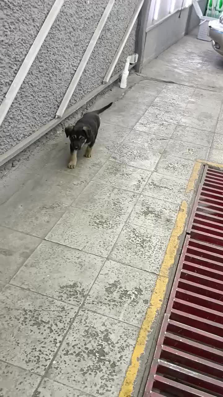 واگذاری رایگان ژرمن ورکلاین|سگ|تهران, بریانک|دیوار