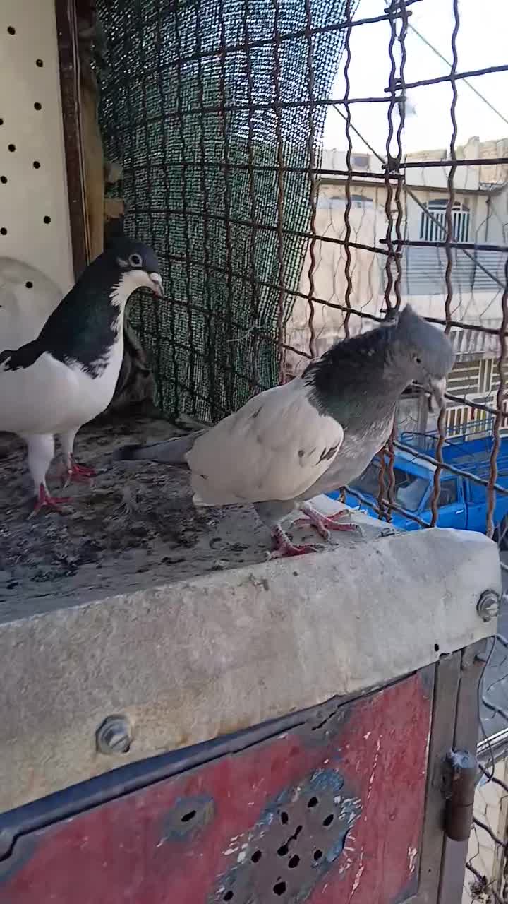 کفتر|پرنده|شیراز, شیخ علی چوپان|دیوار