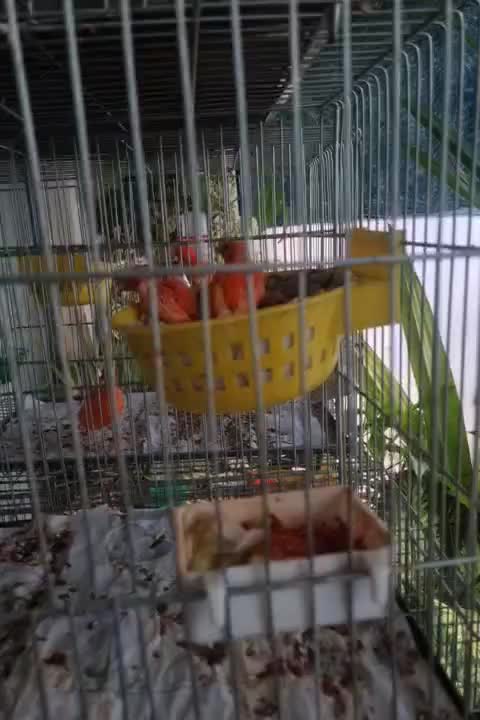 قناری رد فاکتور با جوجه چال اول|پرنده|مبارکه, |دیوار