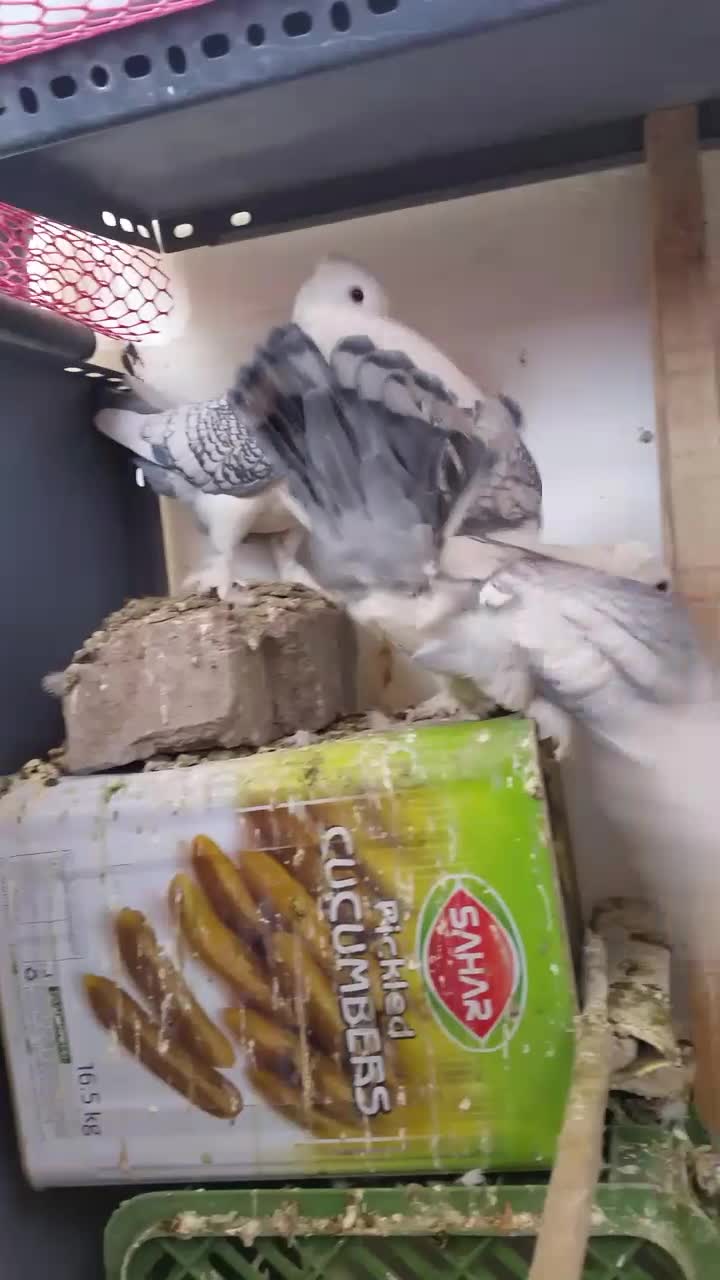 کبوتر ساتن خوشکل|پرنده|فردوس (خراسان), |دیوار