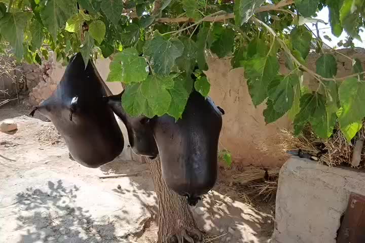 هیزه نو|ظروف نگهدارنده، پلاستیکی، یکبارمصرف|سرپل ذهاب, |دیوار