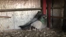 کبوتر نمایشی زیبا|پرنده|قائمشهر, |دیوار