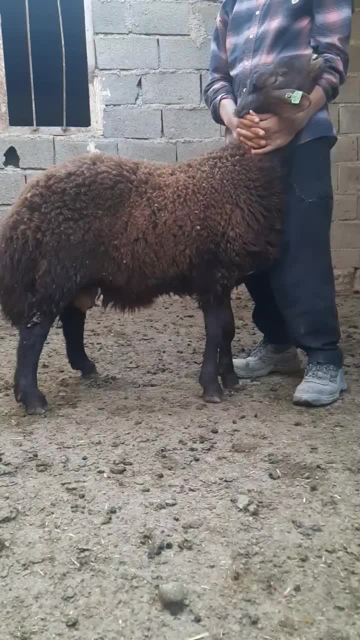 ۲ راس بره نر همو|حیوانات مزرعه|آفتاب, |دیوار