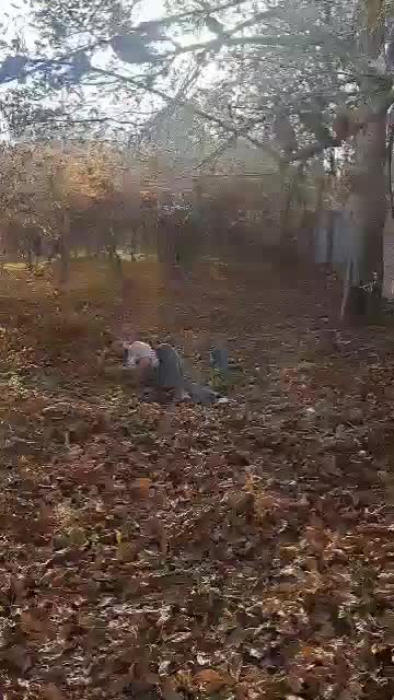 گمشده|سگ|صدرا-فارس, فاز ۱|دیوار