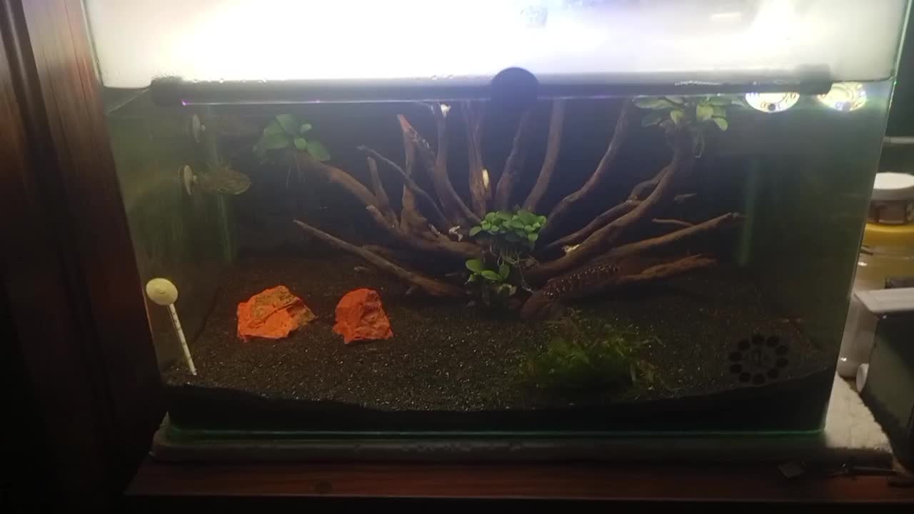 چانا آسیاتیکا|ماهی|تهران, خزانه|دیوار