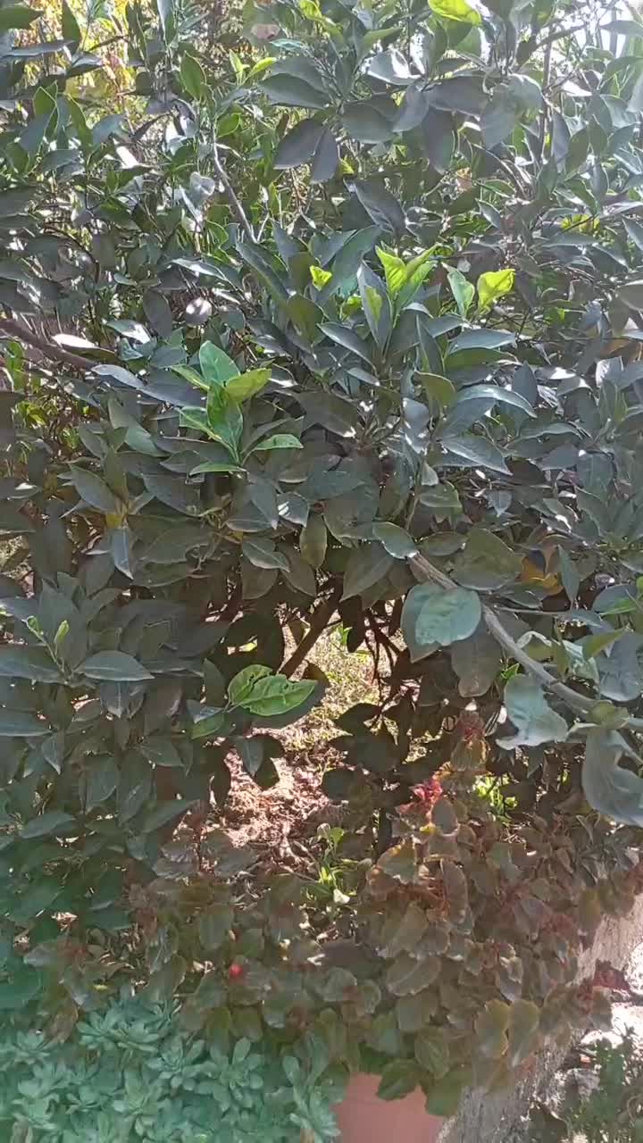 برنج طارم،آب نارنج،رب انار،رب کندس،نارنگی|حراج|ری, ولی آباد|دیوار