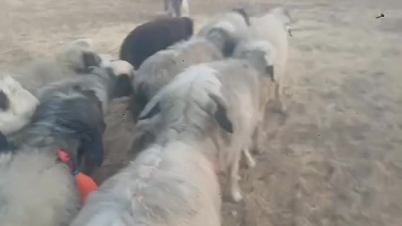 فروش ۴۰ راس میش اصل بختیاری|حیوانات مزرعه|کوهرنگ, |دیوار