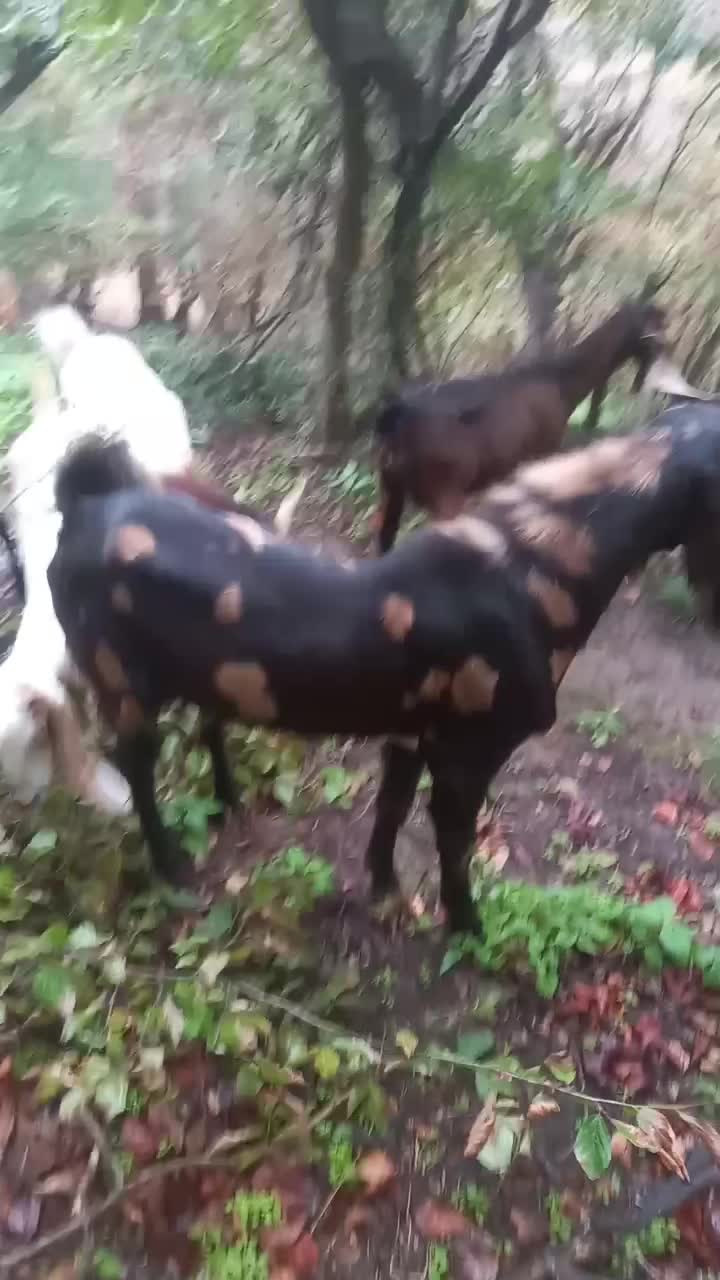 نر بز  تکه پلنگی پاکستانی|حیوانات مزرعه|آزادشهر, |دیوار