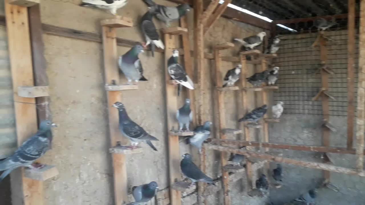 کبوتر مسافتی|پرنده|شیراز, شاهچراغ|دیوار
