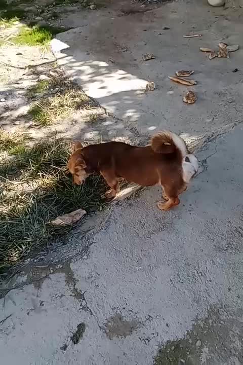 واگذاری سگ پاکوتاه ماده فل آورده|سگ|بندر گز, |دیوار