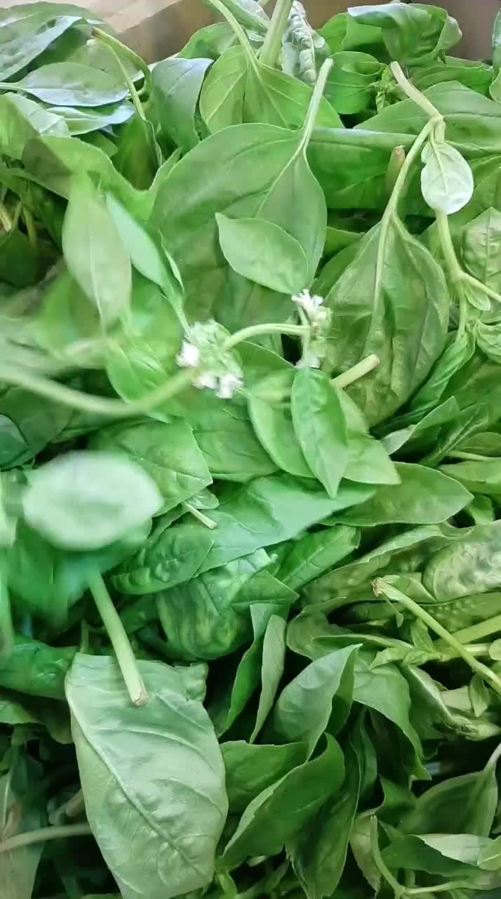 کاهو فرانسه بدون واسطه رشت|خوردنی و آشامیدنی|رشت, گلسار|دیوار