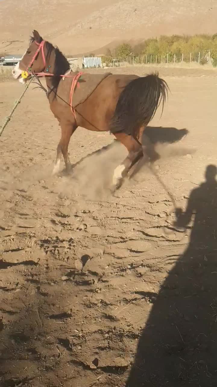 مادیان اصیل کردی رقاص|اسب و تجهیزات اسب‌سواری|خرم‌آباد, |دیوار