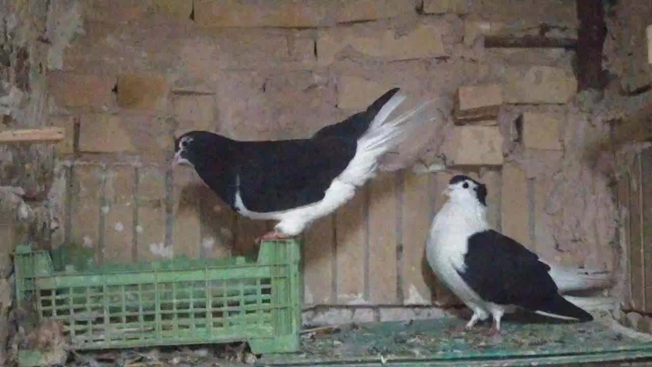 کبوترسینه کله سبز ساده کاکلی چپ خال سیاه|پرنده|مشهد, امیریه|دیوار