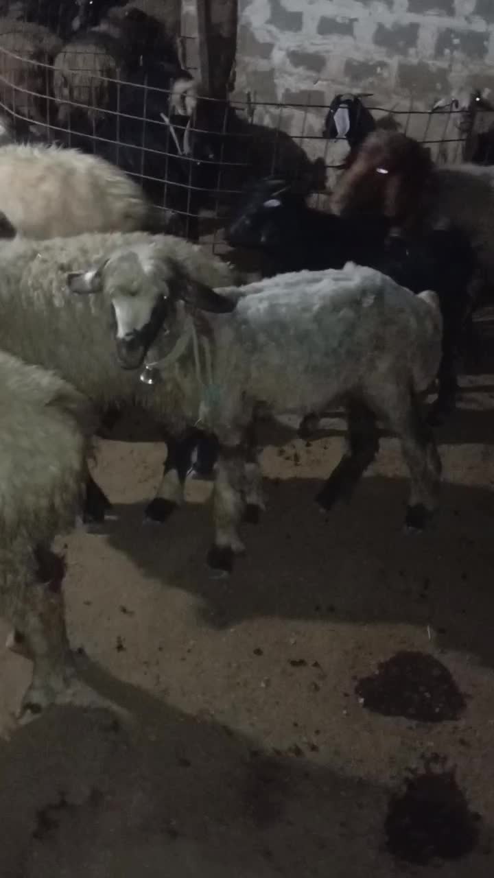 برهماده|حیوانات مزرعه|جره و بالاده, |دیوار